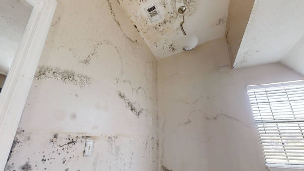 Best Biohazard Mold Removal  in Georgetown, CO