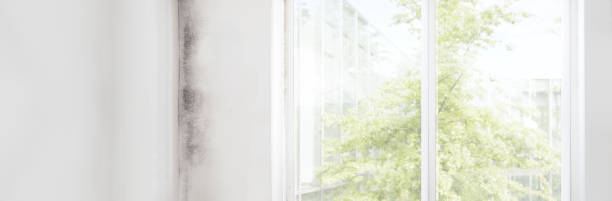 Best Mold Odor Removal Services  in Georgetown, CO