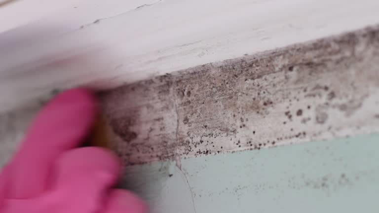 Forensic Mold Investigation in Georgetown, CO